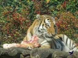 Tiergarten Schönbrunn am 20.10.2025